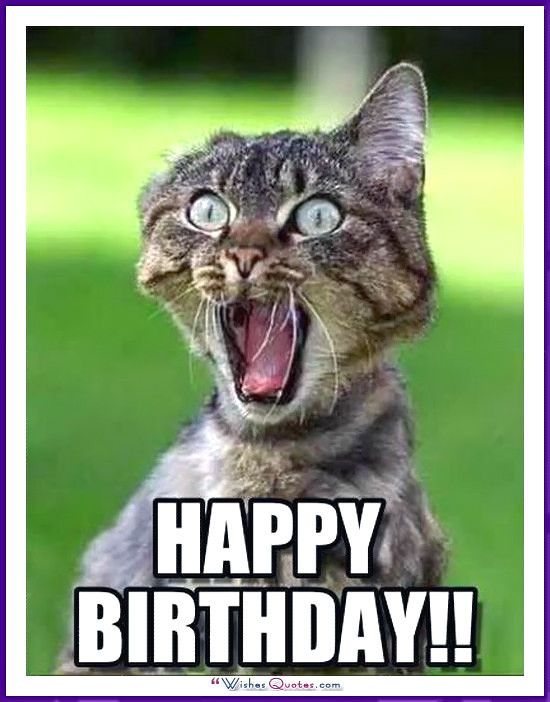 Best ideas about Funny Cat Birthday
. Save or Pin Happy Birthday Memes with Funny Cats Dogs and Cute Now.
