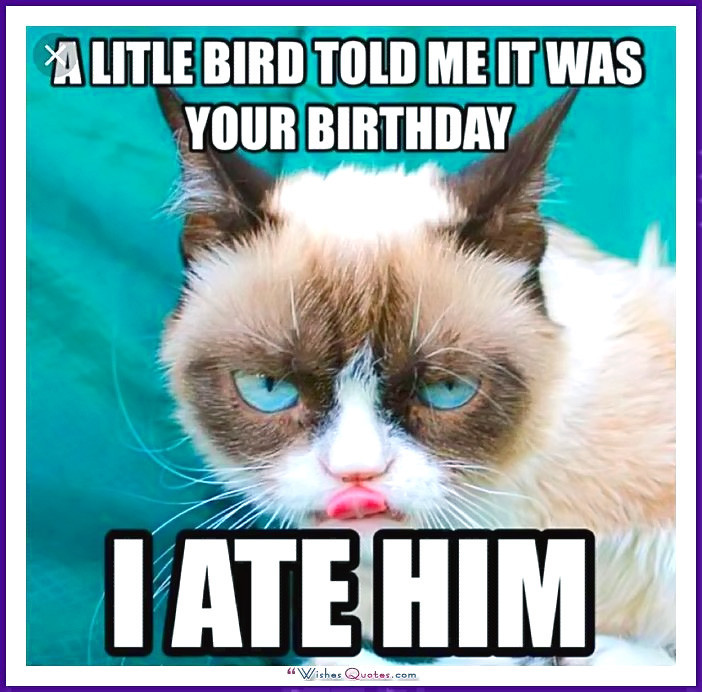 Best ideas about Funny Cat Birthday
. Save or Pin Happy Birthday Memes with Funny Cats Dogs and Cute Now.