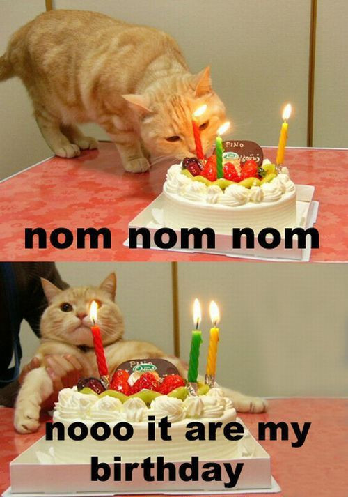 Best ideas about Funny Cat Birthday
. Save or Pin Cats Birthday Parties Damn Cool Now.