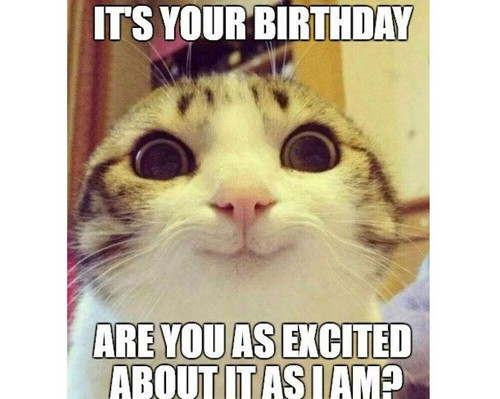 Best ideas about Funny Cat Birthday Meme
. Save or Pin 45 Cat Birthday Memes Now.