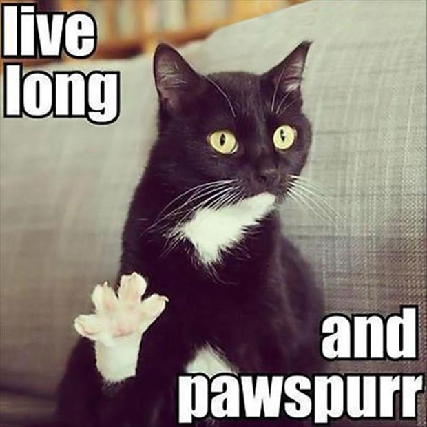 Best ideas about Funny Cat Birthday Meme
. Save or Pin live long and prosper funny cats Dump A Day Now.