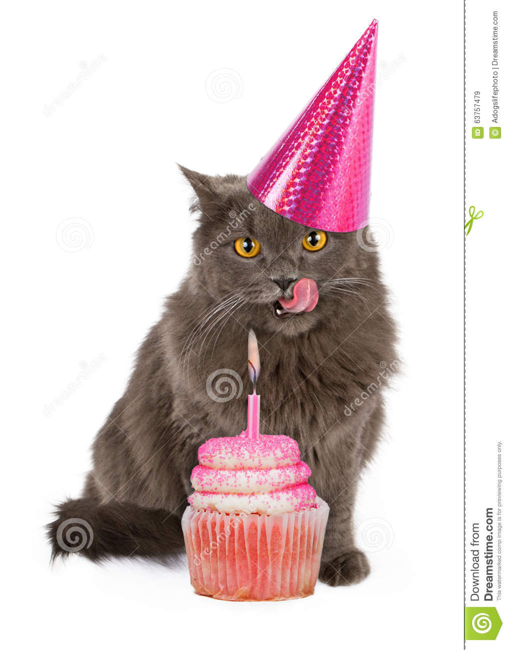 Best ideas about Funny Cat Birthday Pic
. Save or Pin Happy Birthday Party Cat With Pink Cupcake Stock Image Now.
