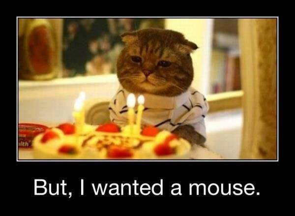 Best ideas about Funny Cat Birthday Pic
. Save or Pin Cat’s Birthday Now.