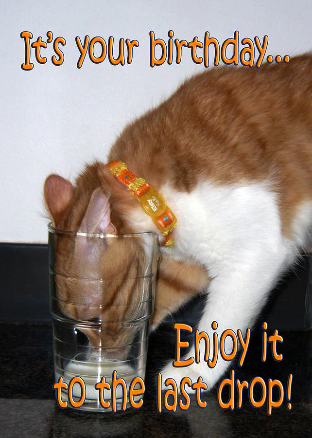 Best ideas about Funny Cat Birthday Pic
. Save or Pin Happy Birthday sharkie Feb 7 Page 2 Now.