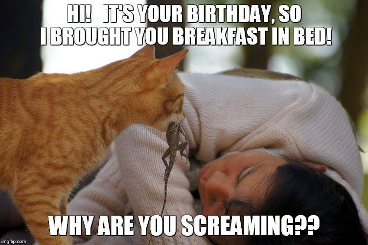 Best ideas about Funny Cat Birthday Pic
. Save or Pin 100 Best Happy Birthday Cat Memes & Now.