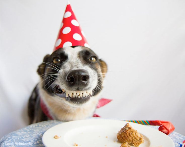 Best ideas about Funny Dog Birthday
. Save or Pin smiling birthday dog Weird Funny Now.