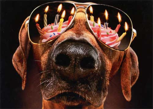 Best ideas about Funny Dog Birthday
. Save or Pin Dog Birthday Candles & Sunglasses Funny Birthday Card Now.