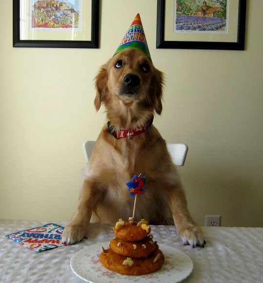 Best ideas about Funny Dog Birthday
. Save or Pin Dog Birthday Quotes QuotesGram Now.