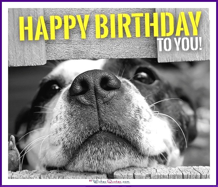 Best ideas about Funny Dog Birthday
. Save or Pin Happy Birthday Memes with Funny Cats Dogs and Cute Now.