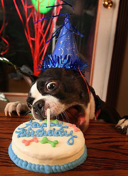 Best ideas about Funny Dog Birthday
. Save or Pin DOG QUOTES FUNNY ABOUT BIRTHDAYS image quotes at relatably Now.