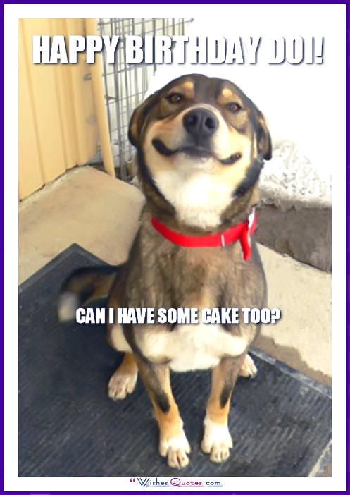 Best ideas about Funny Dog Birthday
. Save or Pin Happy Birthday Memes with Funny Cats Dogs and Cute Now.