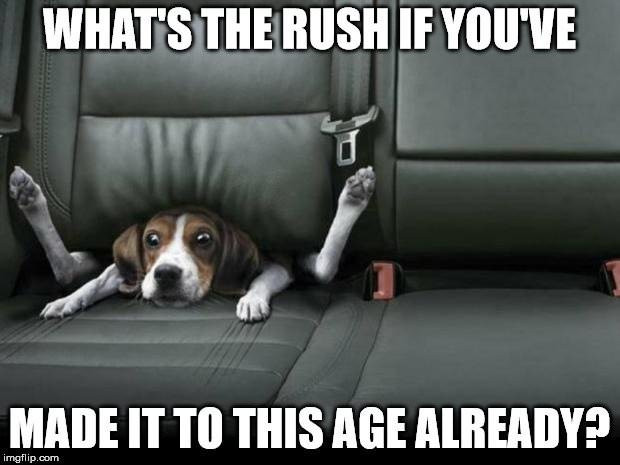 Best ideas about Funny Dog Birthday Meme
. Save or Pin Top 100 Original and Funny Happy Birthday Memes Part 2 Now.