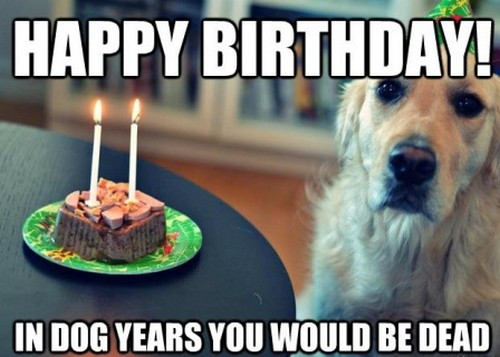 Best ideas about Funny Dog Birthday Meme
. Save or Pin Happy Birthday Memes Dog Now.