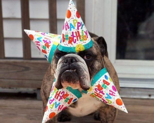 Best ideas about Funny Dog Happy Birthday
. Save or Pin Birthday on Pinterest Now.