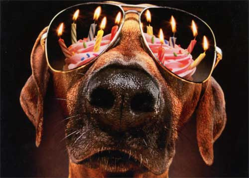 Best ideas about Funny Dog Happy Birthday
. Save or Pin Dog Birthday Candles & Sunglasses Funny Birthday Card Now.