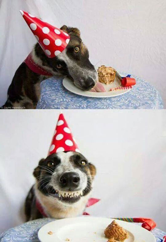 Best ideas about Funny Dog Happy Birthday
. Save or Pin Doggy Say Cheese Now.