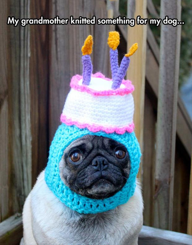 Best ideas about Funny Dog Happy Birthday
. Save or Pin Funny The Day 123 Pics Now.