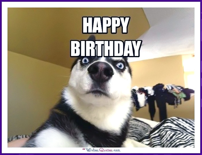 Best ideas about Funny Dog Happy Birthday
. Save or Pin Happy Birthday Memes with Funny Cats Dogs and Cute Animals Now.