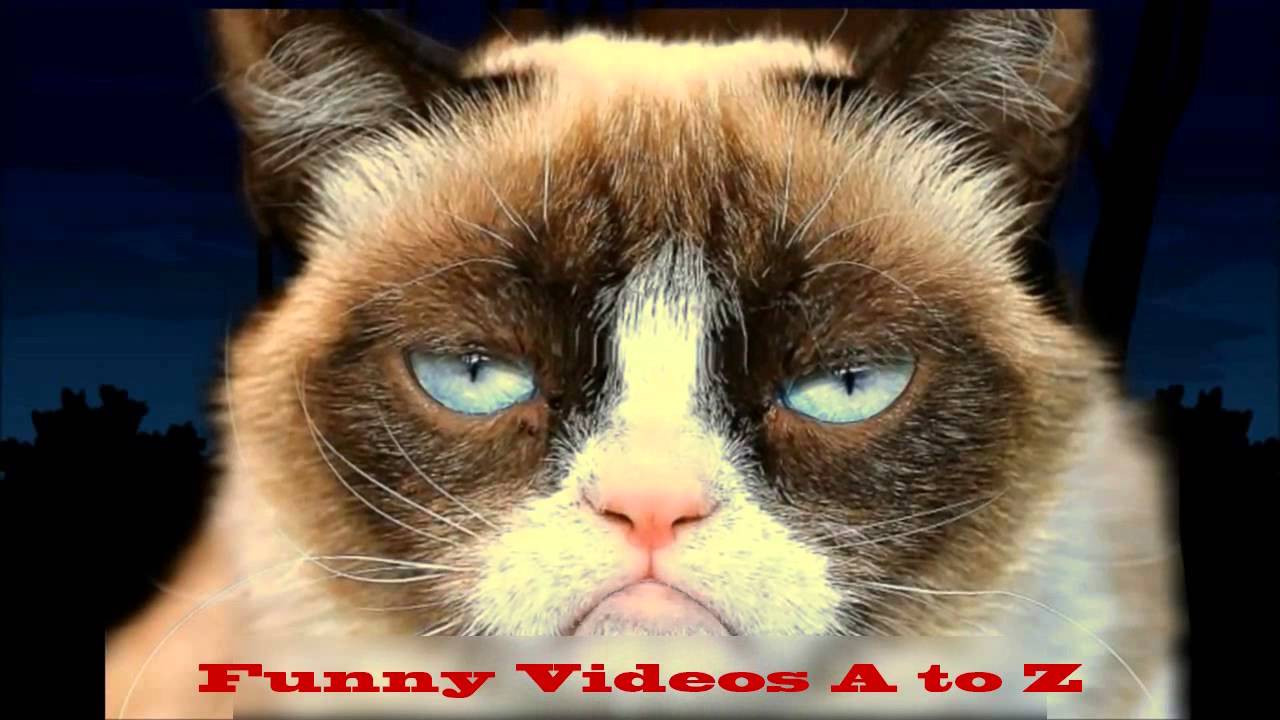 Best ideas about Funny Happy Birthday Cat
. Save or Pin Funny Video Cat Happy Birthday Song Now.