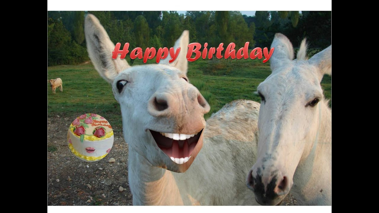 Best ideas about Funny Happy Birthday Video
. Save or Pin FUNNY DONKEY SINGING HAPPY BIRTHDAY Now.