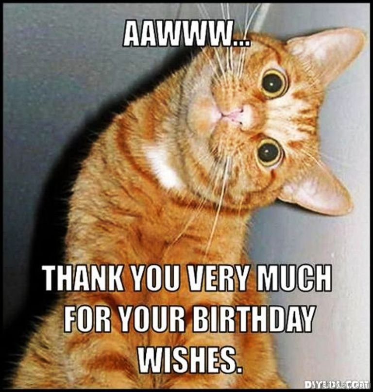 Best ideas about Funny Thank You For Birthday Wishes
. Save or Pin 86 Cat Birthday Wishes Now.