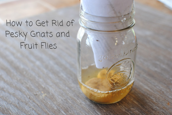 Best ideas about Gnat Trap DIY
. Save or Pin e Here You Pesky Gnat Eco Clean OCEco Clean OC Now.