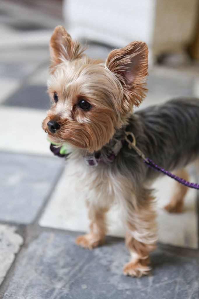 Best ideas about Haircuts For Yorkie
. Save or Pin Best 20 Yorkie Hairstyles ideas on Pinterest Now.