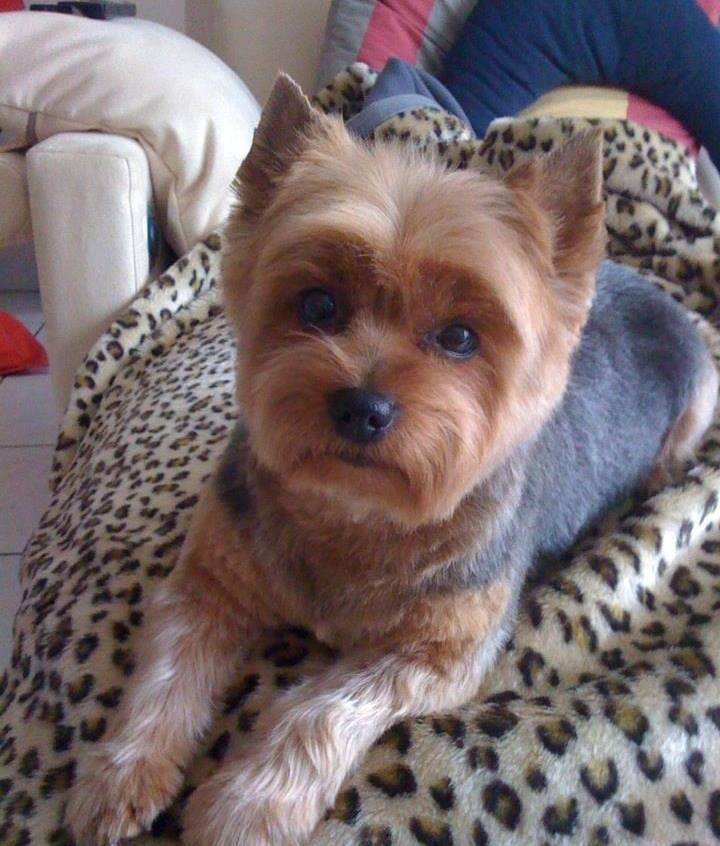 Best ideas about Haircuts For Yorkie
. Save or Pin Best 25 Yorkshire terrier haircut ideas on Pinterest Now.