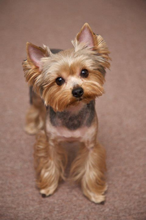 Best ideas about Haircuts For Yorkie
. Save or Pin Yorkie Haircuts Best Haircuts Now.