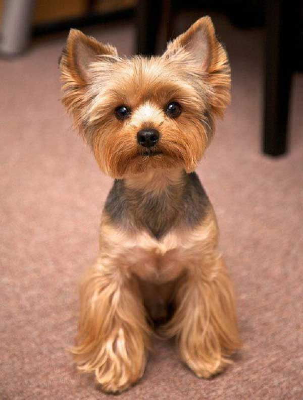 Best ideas about Haircuts For Yorkie
. Save or Pin Yorkie Haircuts 100 Yorkshire terrier Hairstyles Now.