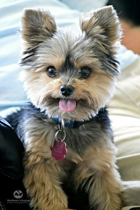 Best ideas about Haircuts For Yorkie
. Save or Pin Best 25 Yorkie ideas on Pinterest Now.