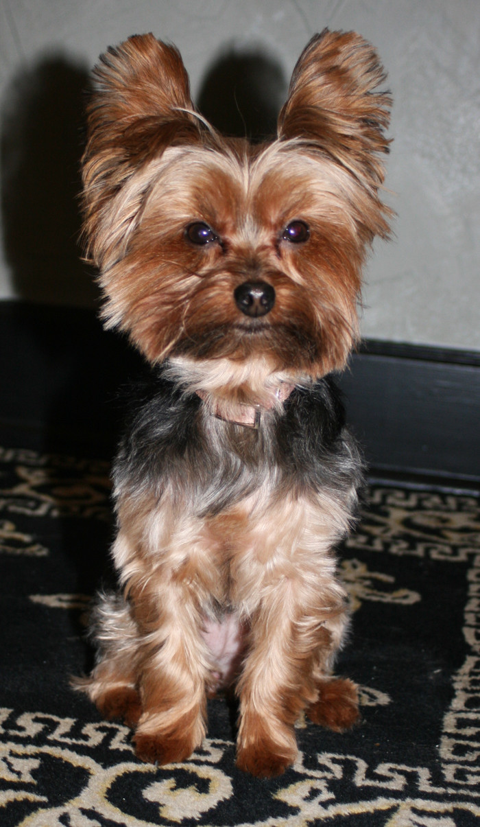 Best ideas about Haircuts For Yorkie
. Save or Pin Miniature Yorkshire Terrier Bad Haircuts for Yorkies Now.