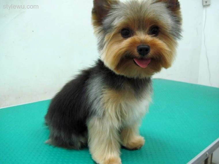 Best ideas about Haircuts For Yorkie
. Save or Pin Top 105 Latest Yorkie Haircuts Yorkshire Now.