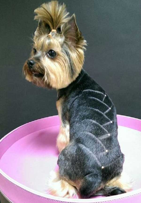 Best ideas about Haircuts For Yorkie
. Save or Pin 100 Yorkie Haircuts for Males Females Yorkshire Now.
