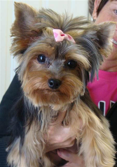 Best ideas about Haircuts For Yorkie
. Save or Pin Yorkie Haircuts Coolest Yorkshire Terrier Haircuts Now.