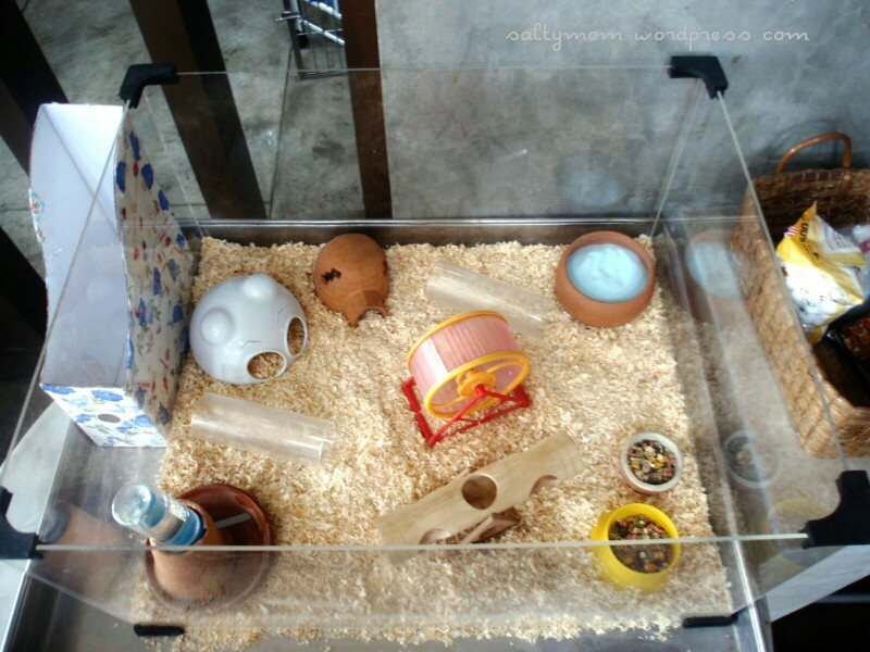 Best ideas about Hamster Cage DIY
. Save or Pin DIY Hamster Cage – Deluxe Studio Apartment Now.
