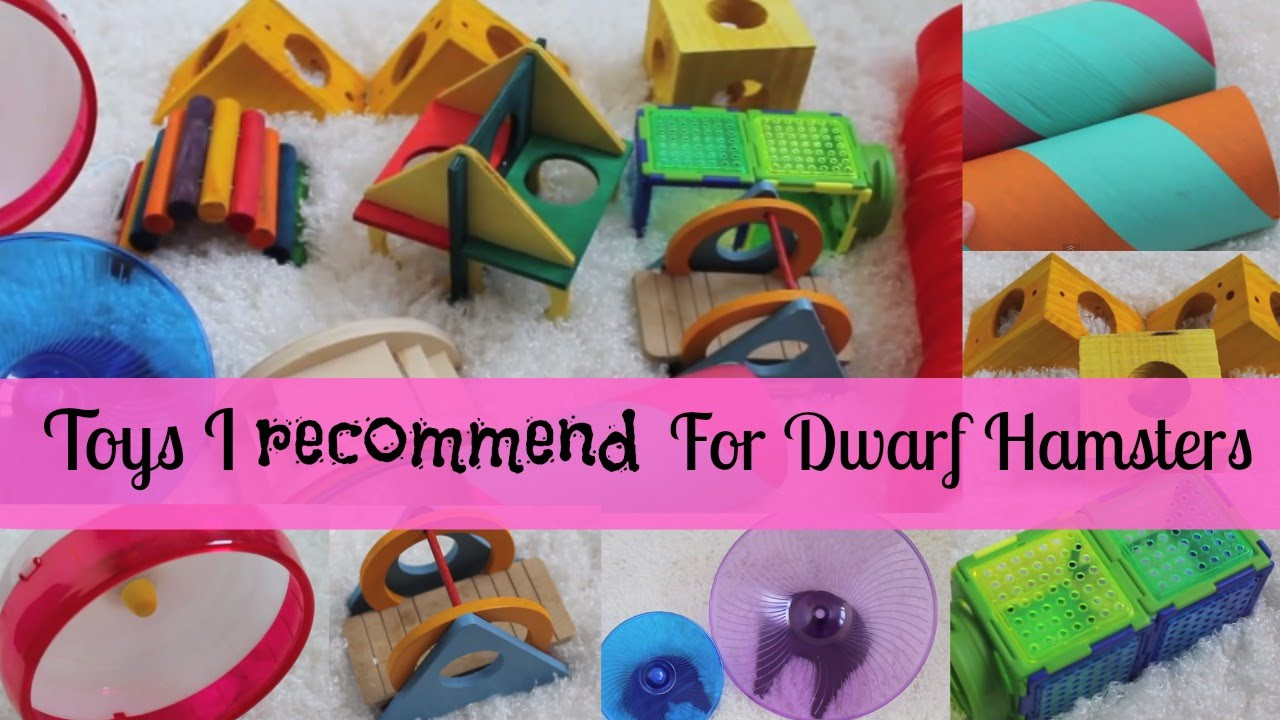 Best ideas about Hamster Toys DIY
. Save or Pin Toys I re mend for Dwarf Hamsters Now.