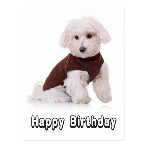 Best ideas about Happy Birthday Dog Card
. Save or Pin Happy Birthday Maltese Puppy Dog Post Card Now.