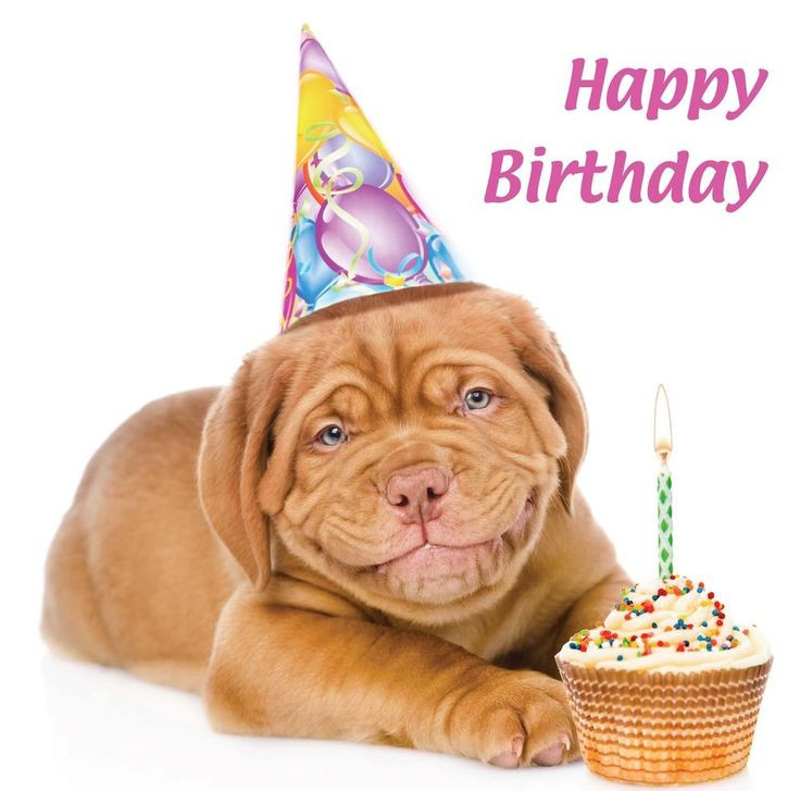 Best ideas about Happy Birthday Dog Card
. Save or Pin Details about Happy Birthday Card Smiling Dogue de Now.