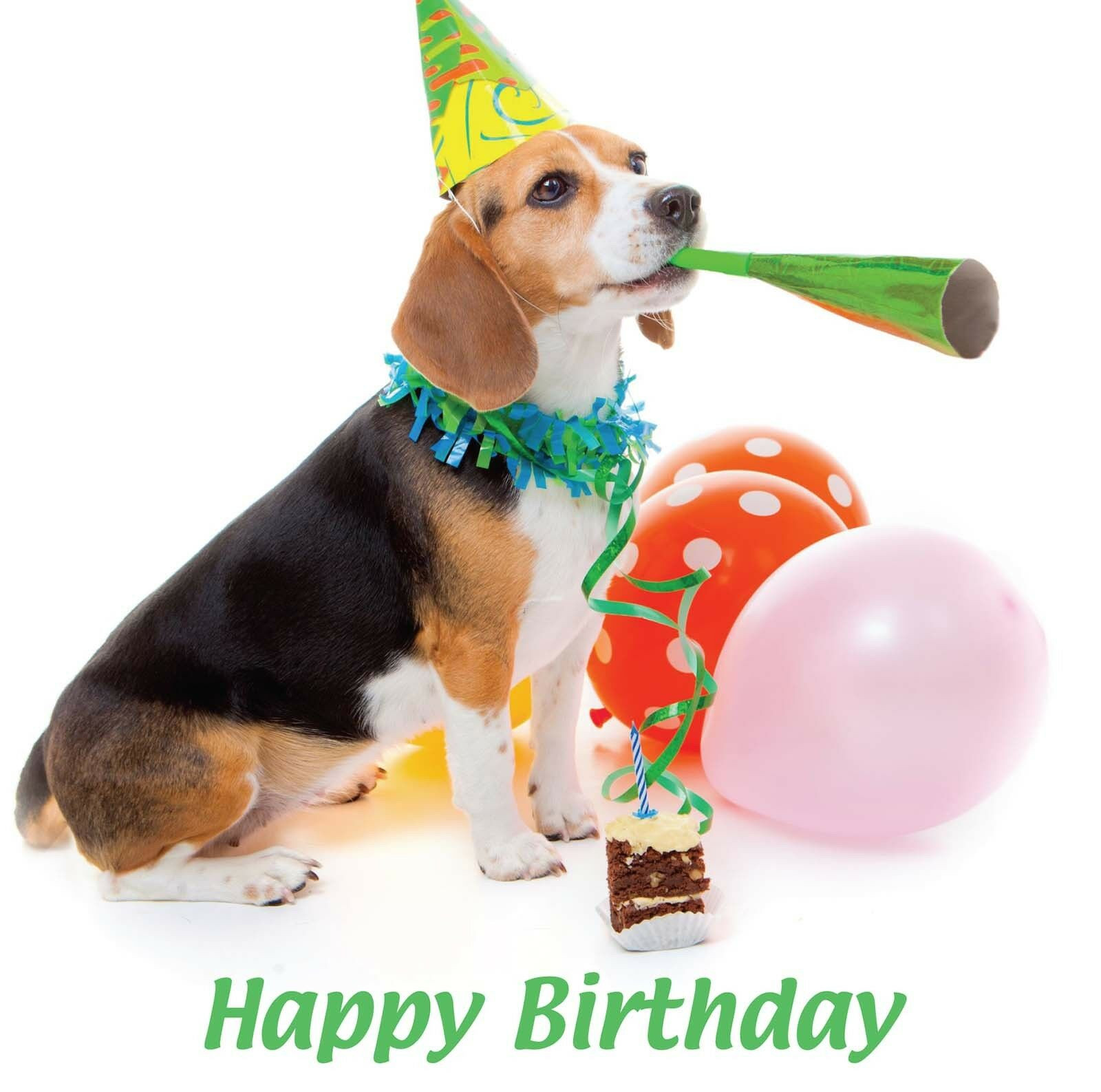 Best ideas about Happy Birthday Dog Card
. Save or Pin Happy Birthday Blank Card Party Hat Beagle Puppy Dog Now.