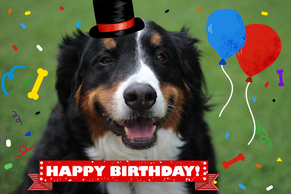 Best ideas about Happy Birthday Dog Card
. Save or Pin Dog and Cat Cards Dog Birthday Card Card from Dog Pet Now.