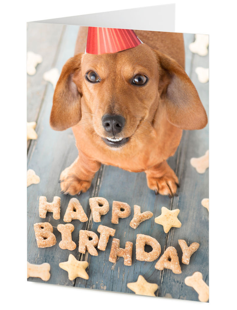 Best ideas about Happy Birthday Dog Card
. Save or Pin Cute Dachshund sausage dog arranges treats to say Happy Now.