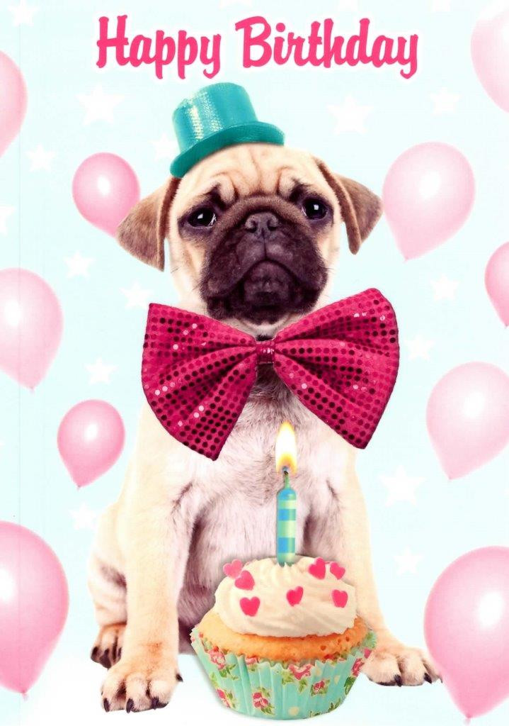 Best ideas about Happy Birthday Dog Card
. Save or Pin Pug Dog Happy Birthday Greeting Card Now.