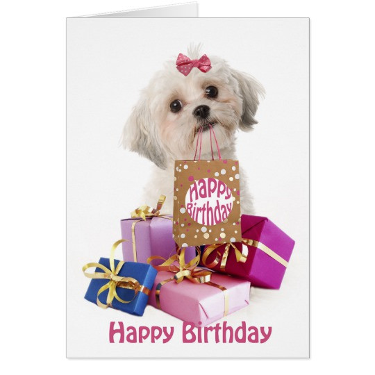 Best ideas about Happy Birthday Dog Card
. Save or Pin Sweet birthday card dog Maltese and present Now.