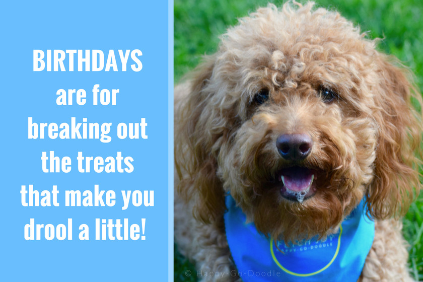 Best ideas about Happy Birthday Dog Quotes
. Save or Pin 40 Fun Birthday Quotes From a Ridiculously Happy Birthday Dog Now.