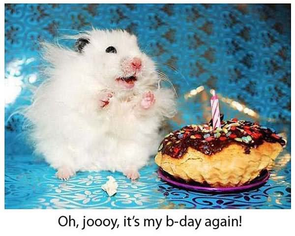 Best ideas about Happy Birthday Funny Animals
. Save or Pin 20 Very Funny Birthday Animal And Now.