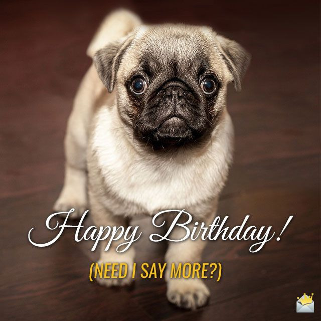 Best ideas about Happy Birthday Funny Animals
. Save or Pin Cute Animals and Funny Happy Birthday Wishes Now.