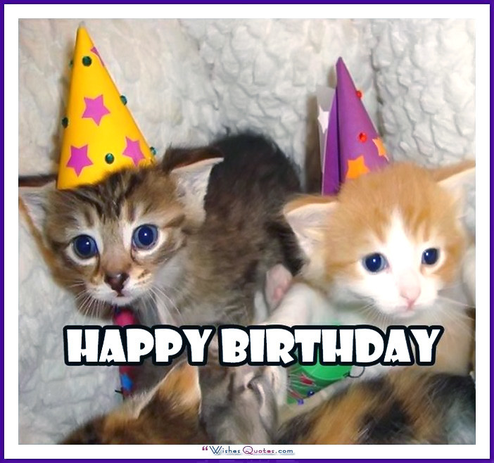 Best ideas about Happy Birthday Funny Cat
. Save or Pin Happy Birthday Memes with Funny Cats Dogs and Cute Now.