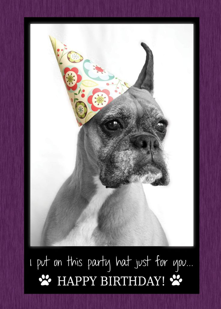 Best ideas about Happy Birthday Funny Dog
. Save or Pin 17 Best ideas about Happy Birthday Dog Meme on Pinterest Now.