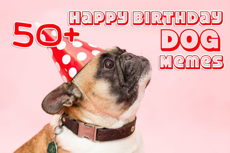 Best ideas about Happy Birthday Funny Dog
. Save or Pin 50 Happy Birthday Dog Memes Funny Memes Now.